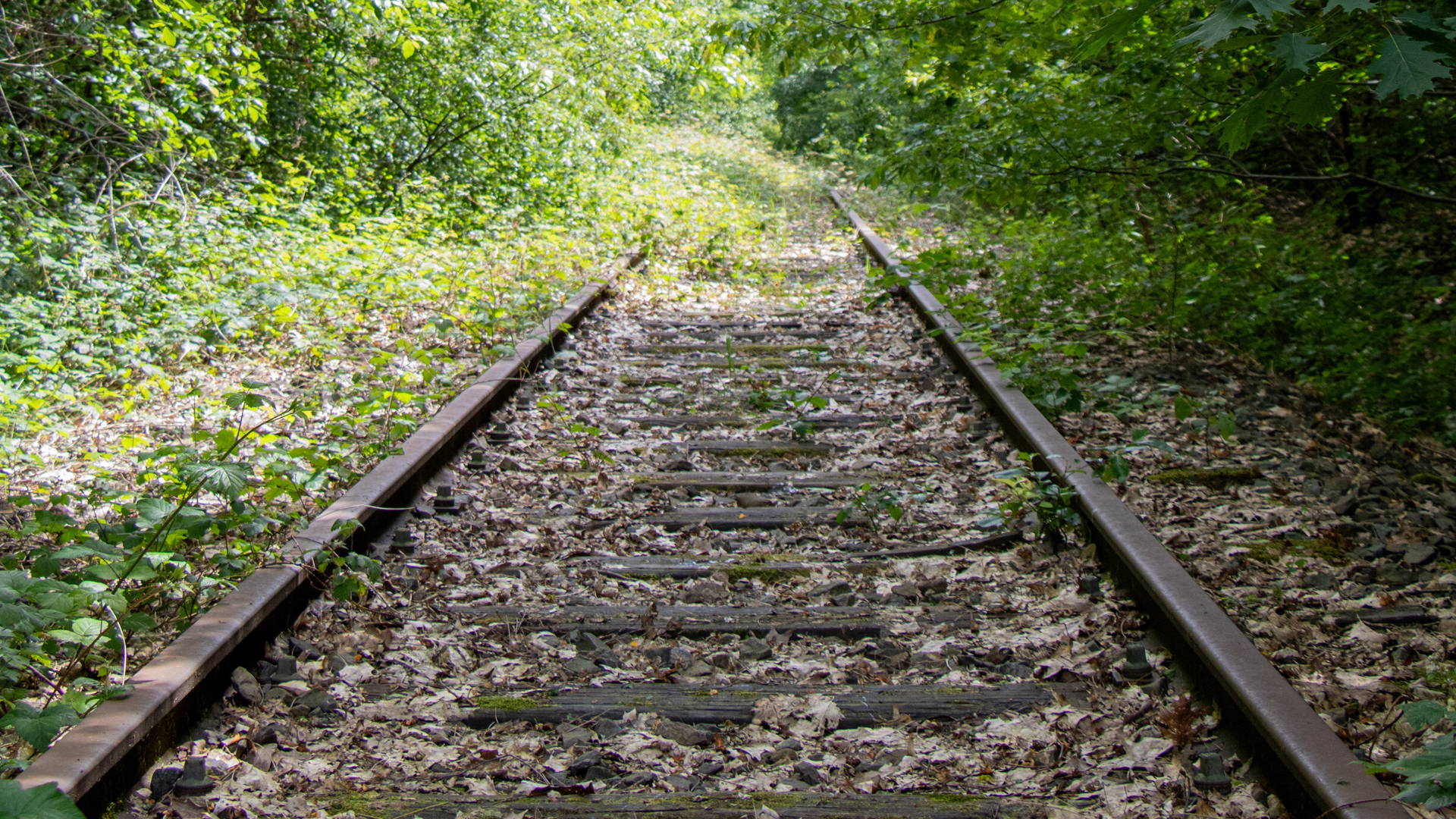 Voie ferrée entourée d'arbres et de buissons. La voie ferrée n'est plus utilisée mais sera aménagée en cyclostrade avec le projet Kolenspoor.